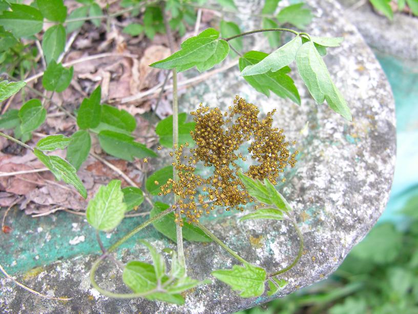 Araneus sp.